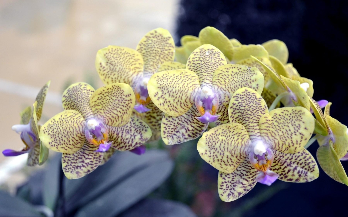 Экзотическая пятнистая ветка орхидеи