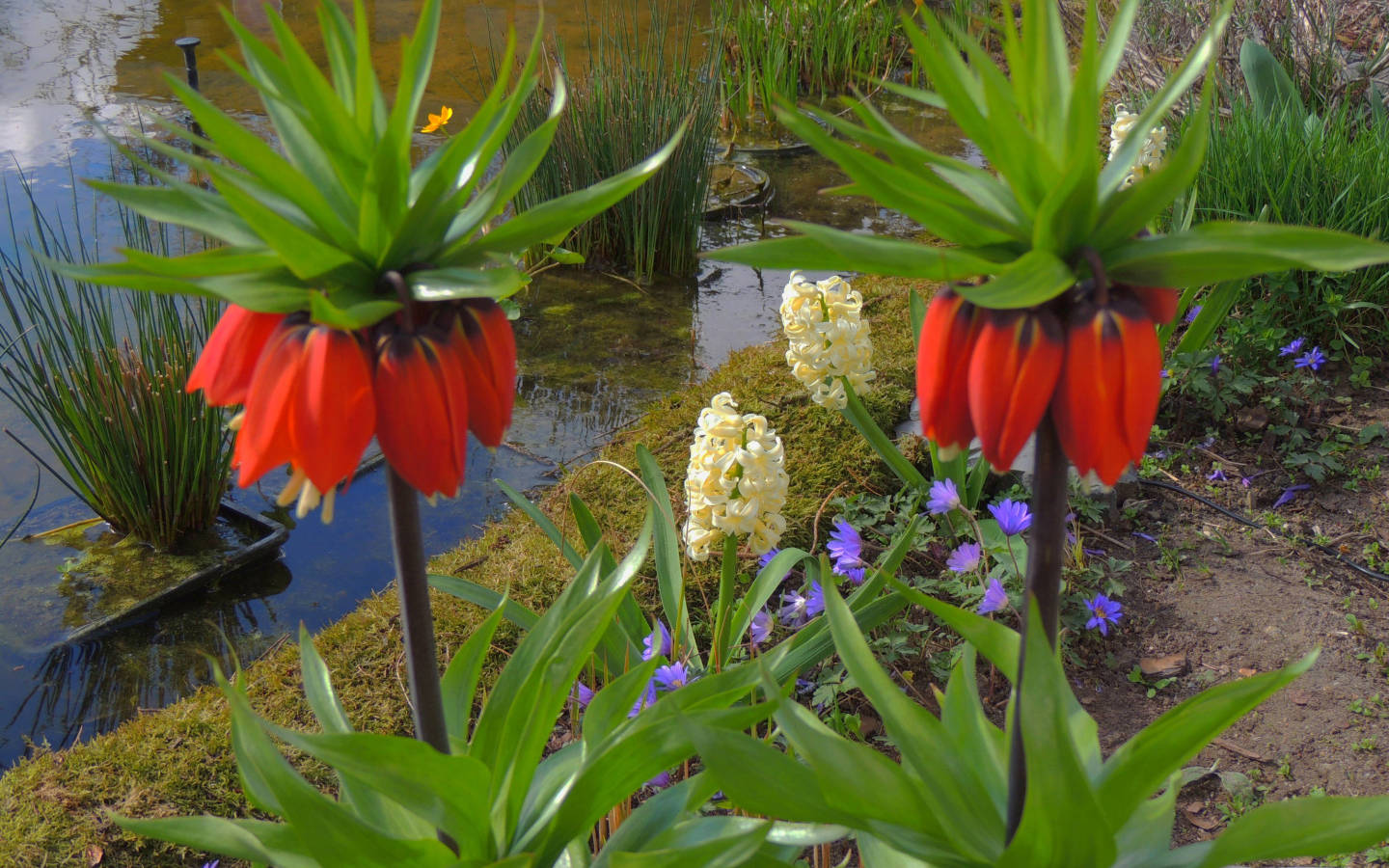 Цветы рябчики и гиацинты у водоема