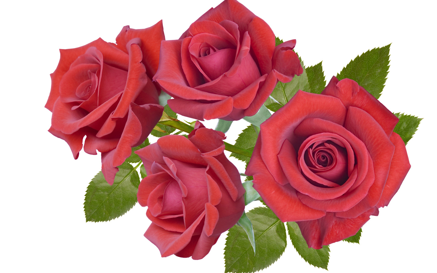 Четыре бордовые розы крупным планом на белом фоне