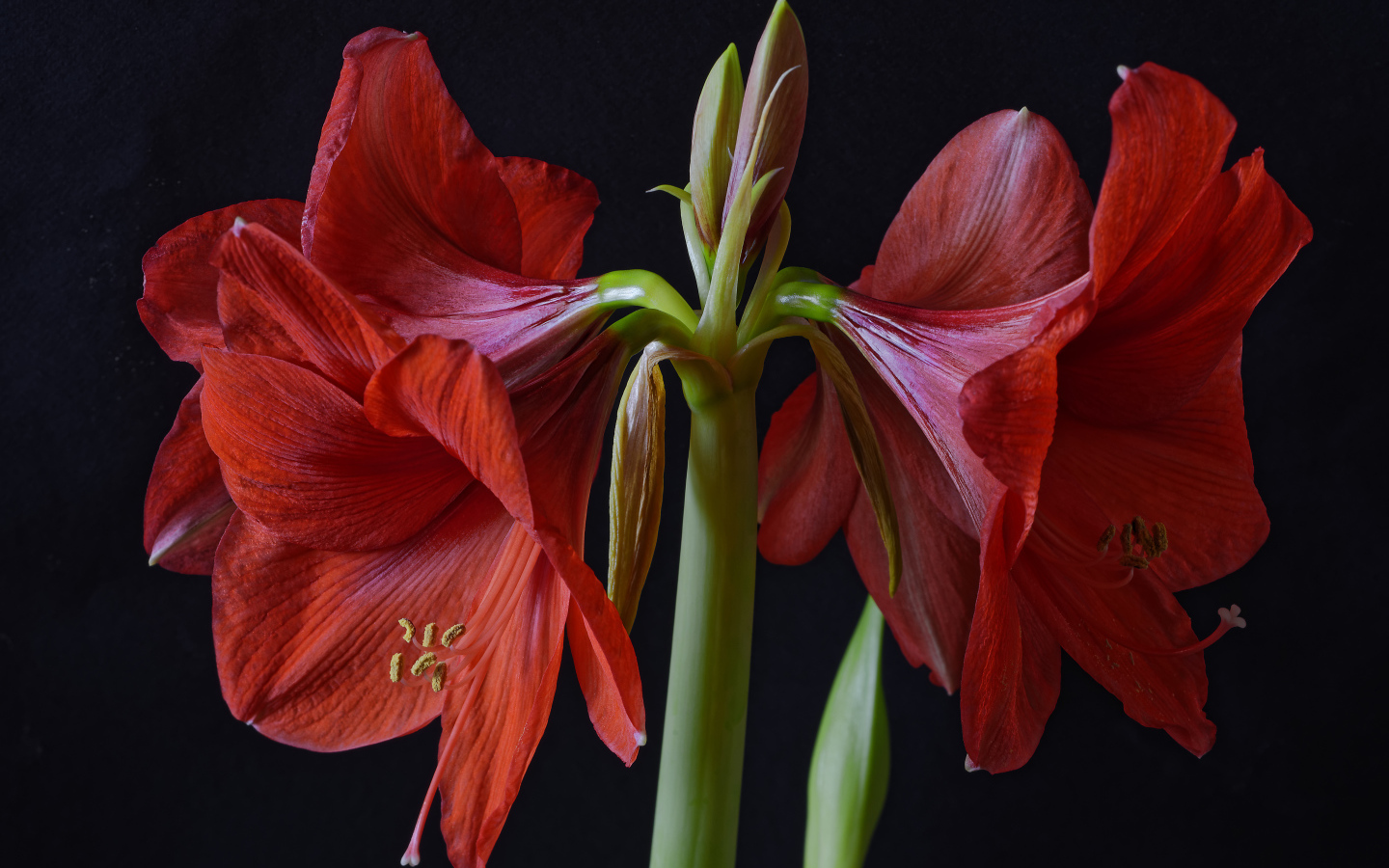 Крупные красные цветы Амариллис на черном фоне