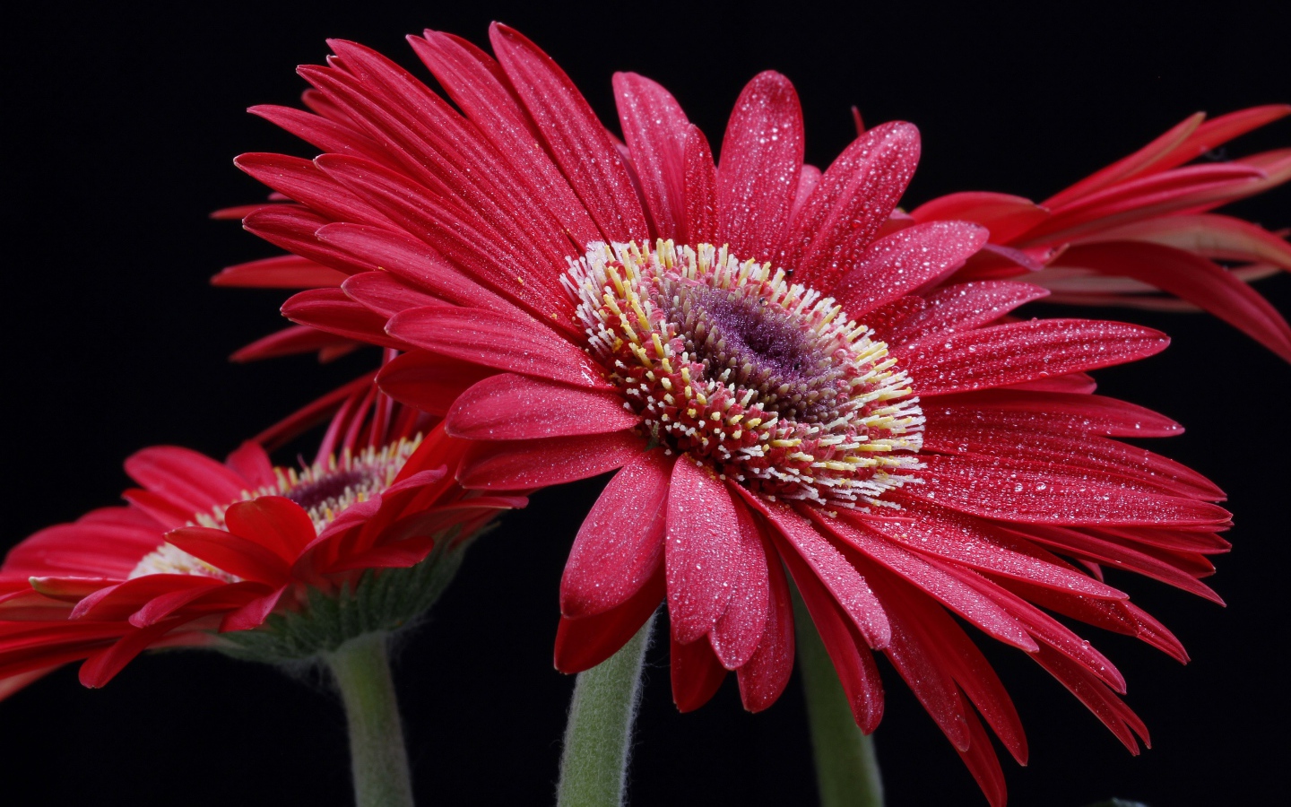 Крупная красная гербера с капельками воды на лепестках