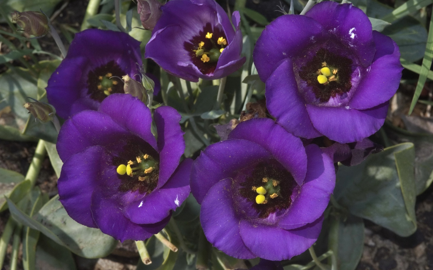 Сиреневый цветок Эустома крупным планом 