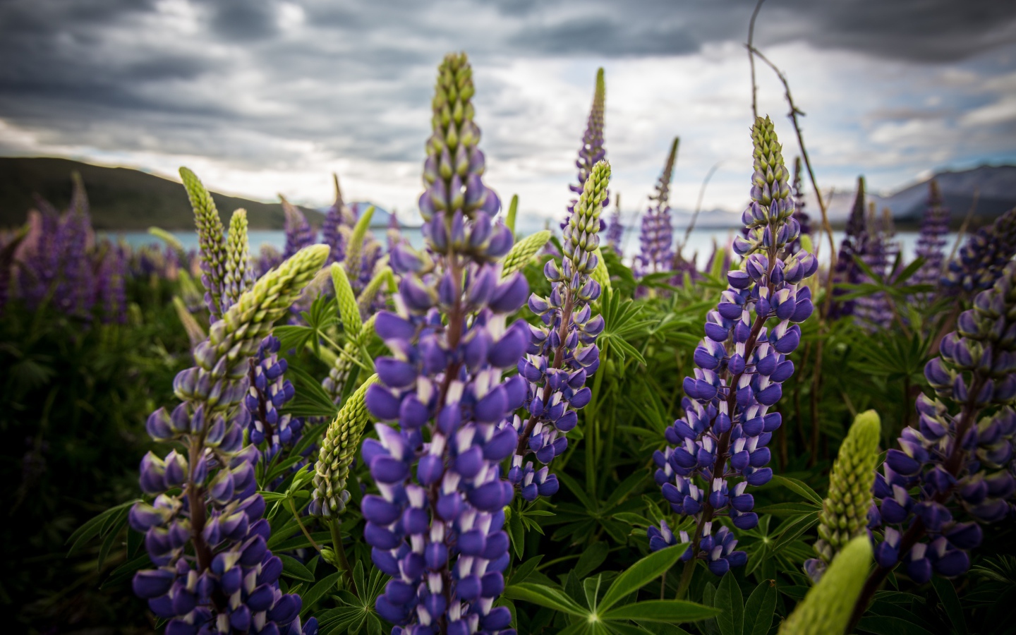 Сиреневые цветы люпины под пасмурным небом 