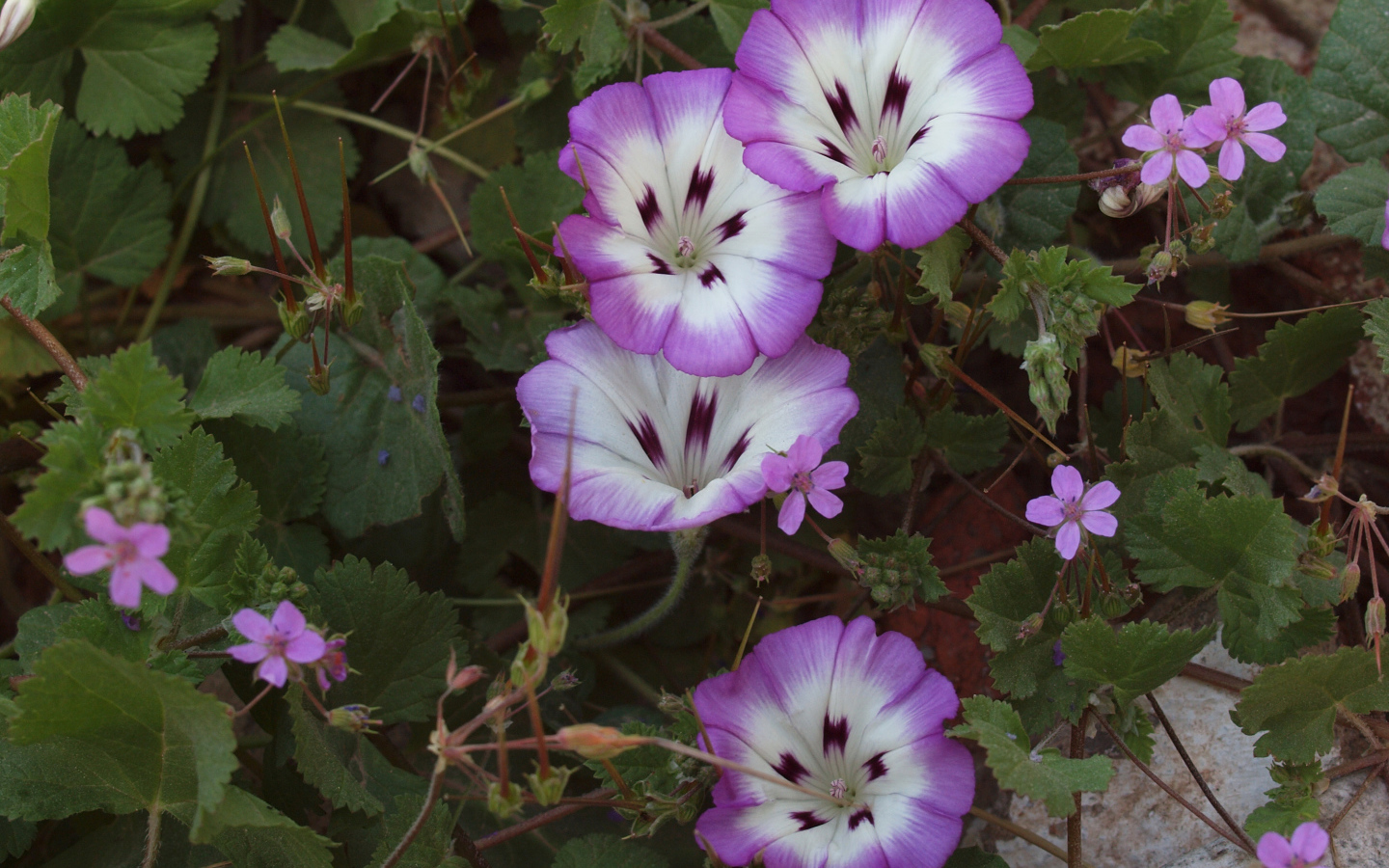 Сиреневые цветы вьюнки на клумбе