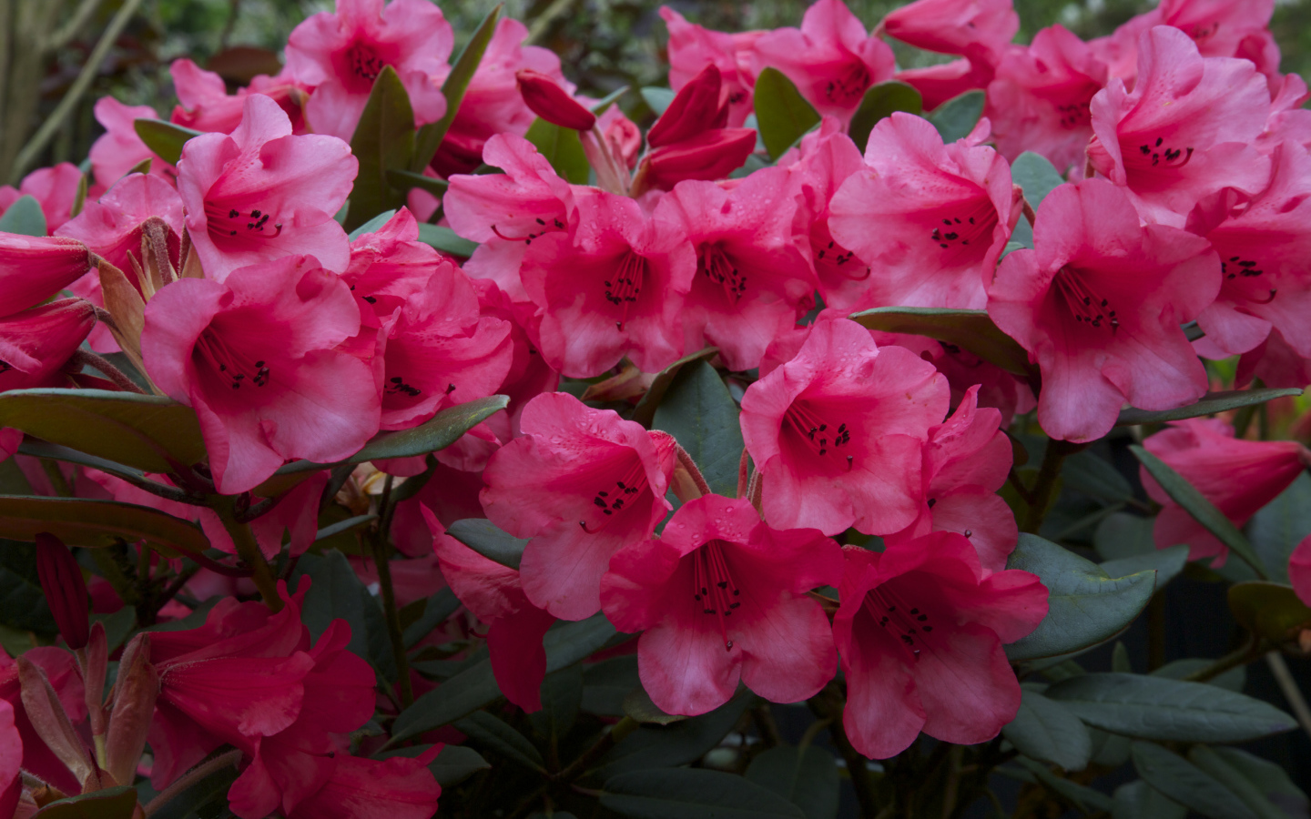 Много розовых цветов рододендрона крупным планом