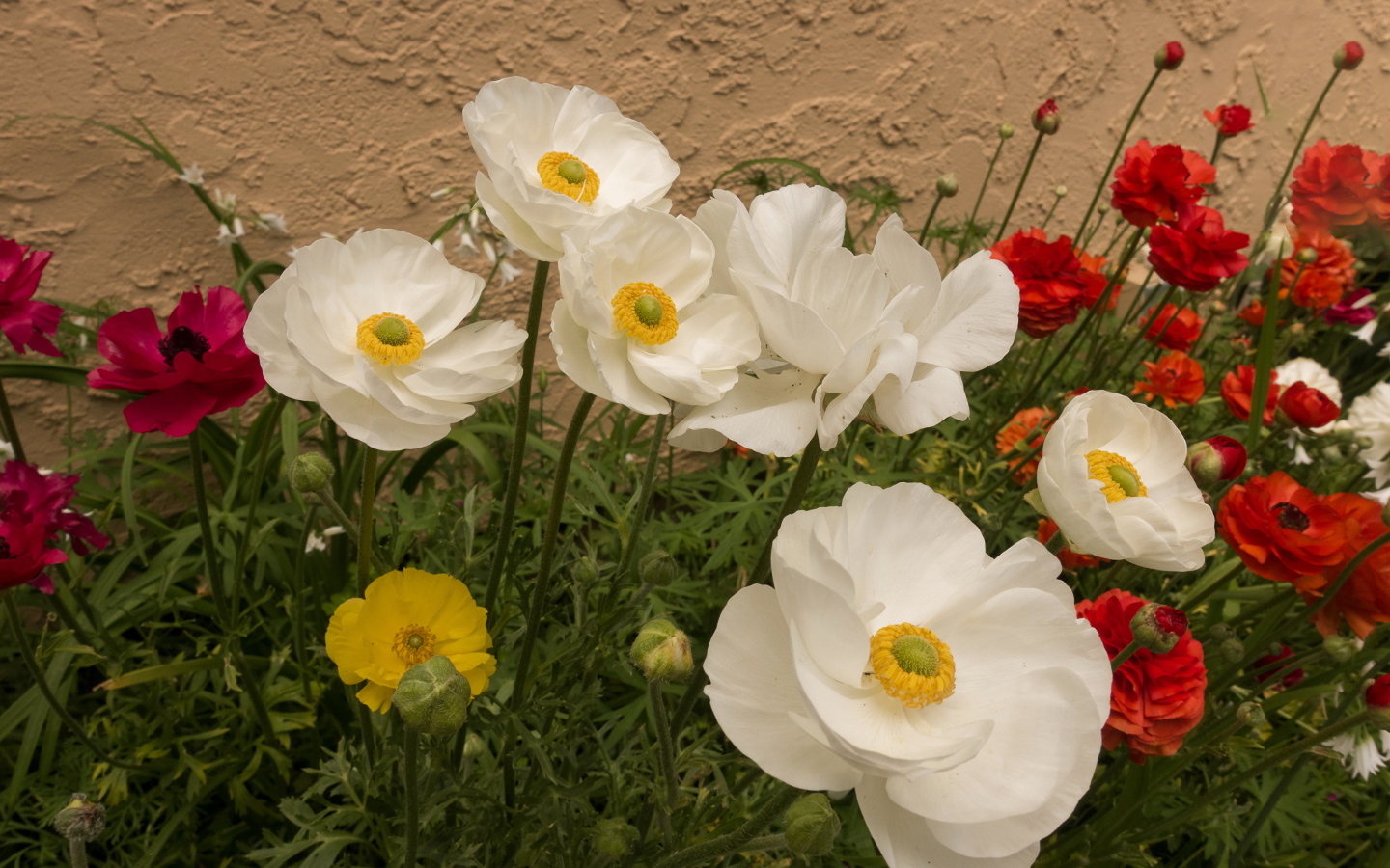 Разноцветные красивые цветы лютики на клумбе 