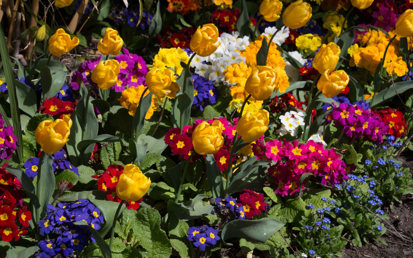 Разноцветные цветы примула и тюльпаны на клумбе