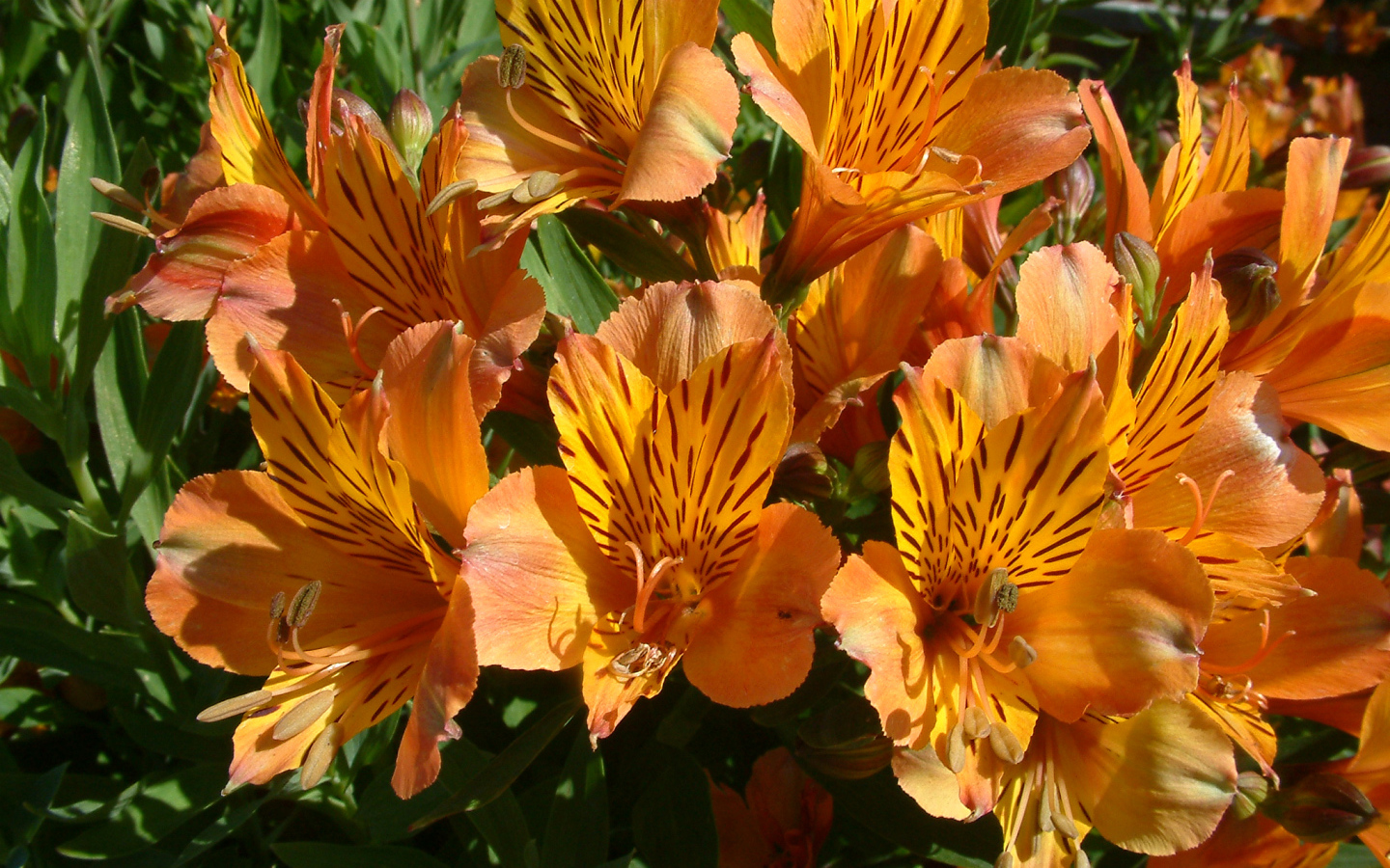 Оранжевые цветы альстрёмерия крупным планом