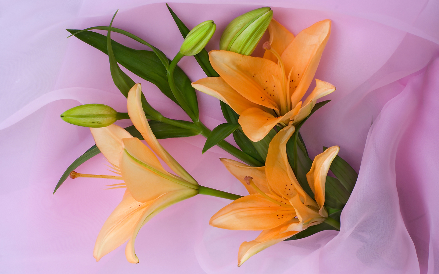 Оранжевые лилии с бутонами на розовом фоне
