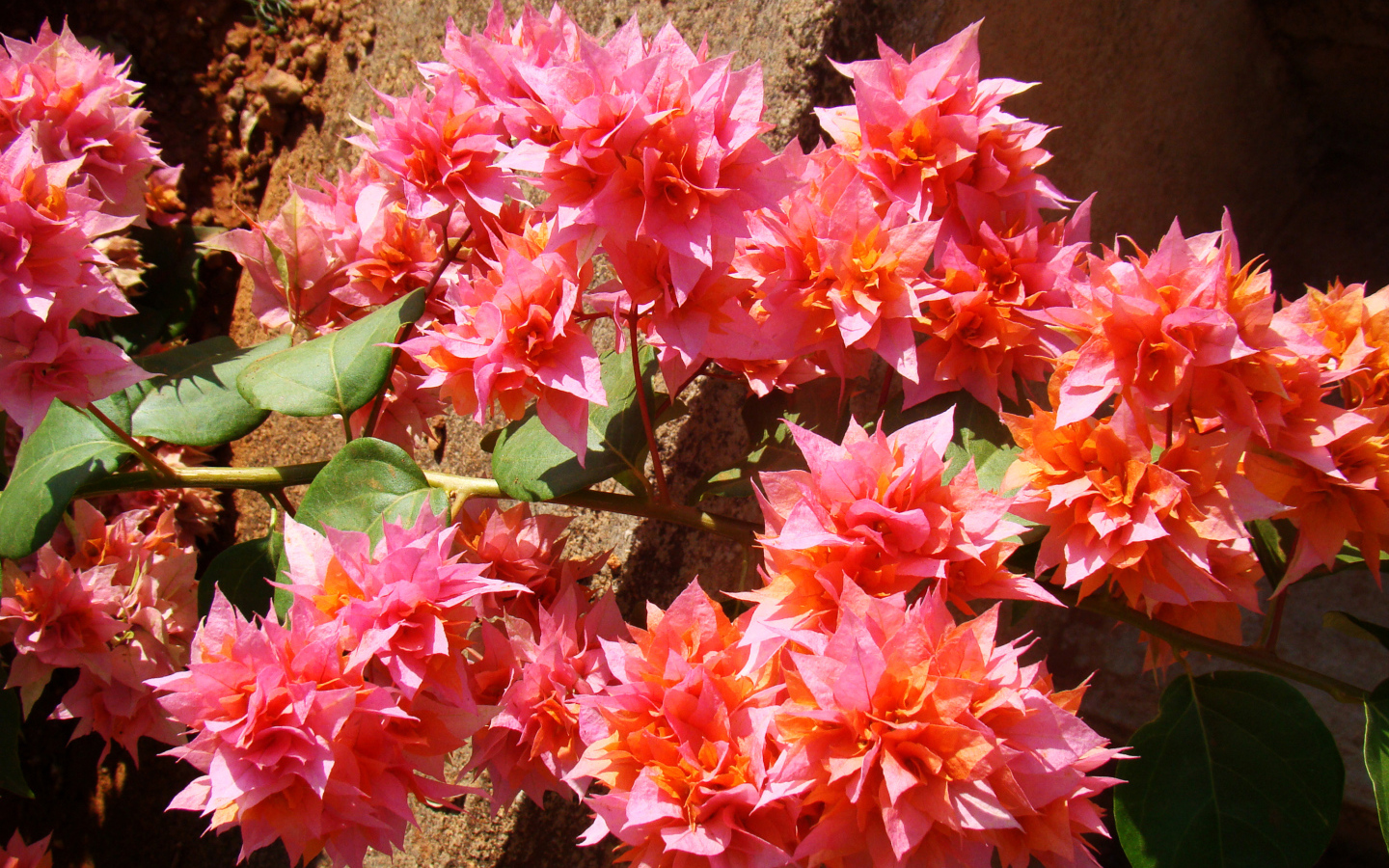 Розовые цветы бугенвиллия крупным планом