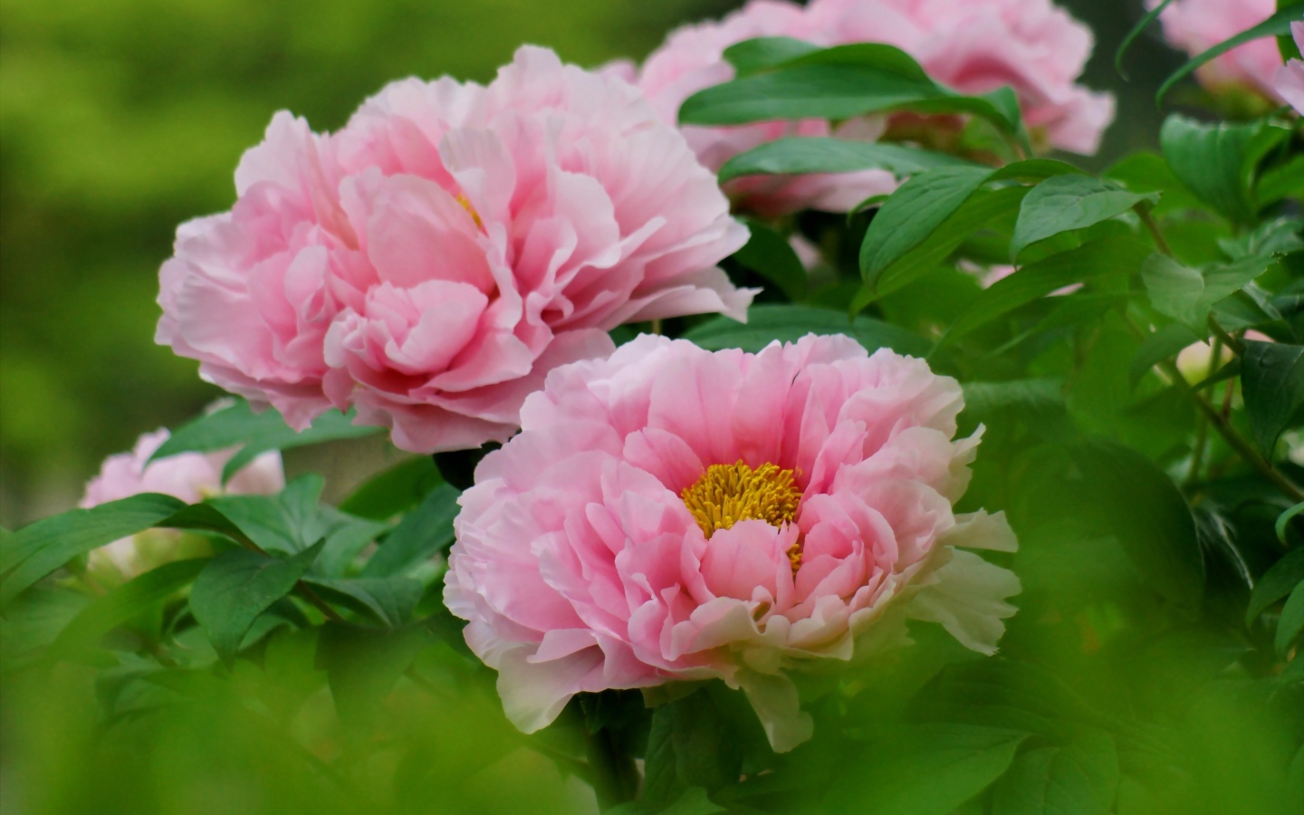 Розовые цветы садового пиона крупным планом