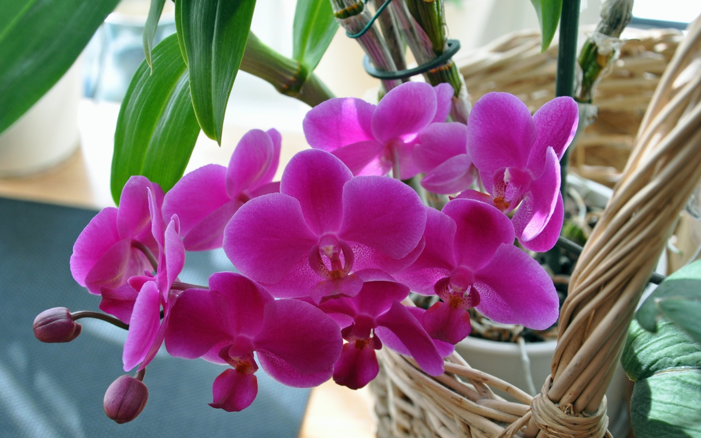 Розовые цветы цветы орхидеи  в корзине 
