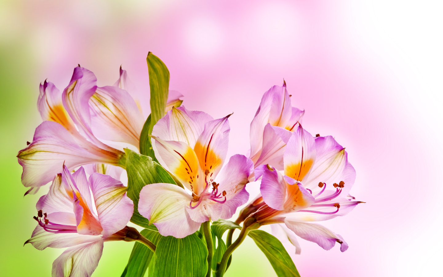 Розовые нежные цветы альстрёмерия крупным планом