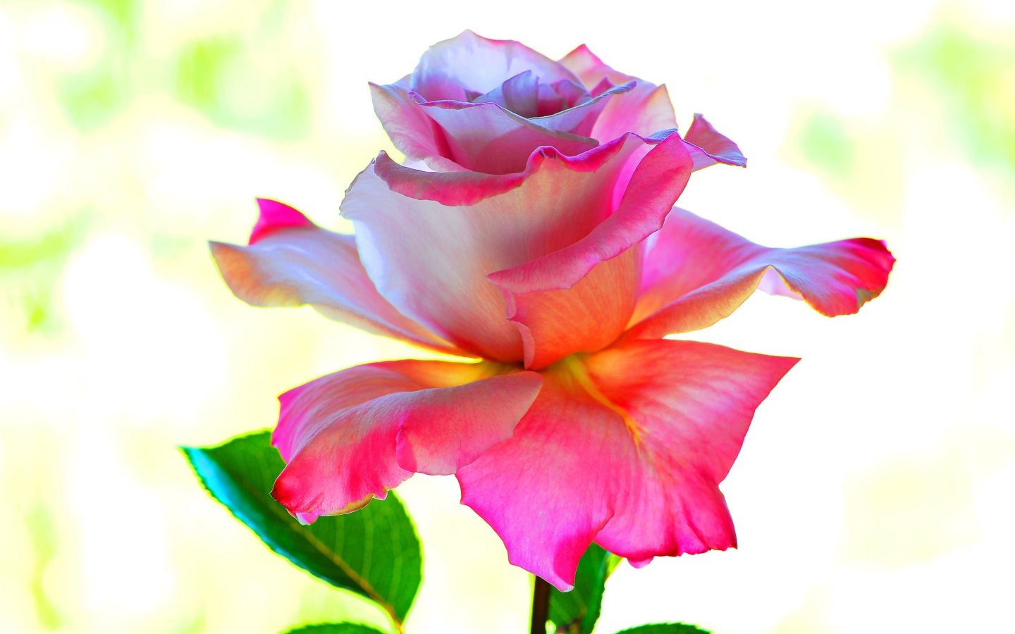 Розовый цветок розы крупным планом