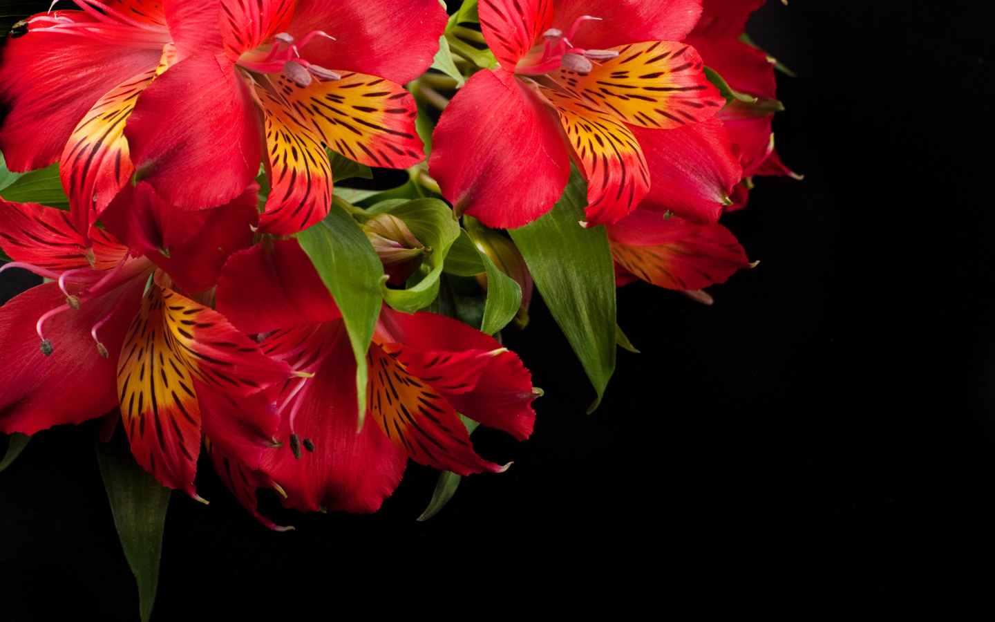 Красные цветы альстрёмерия крупным планом на черном фоне