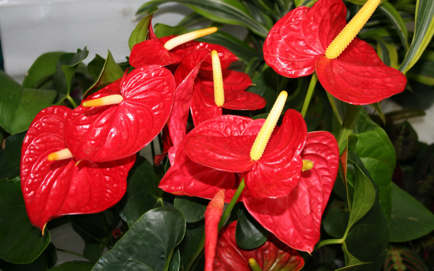 Красные цветы антуриум крупным планом