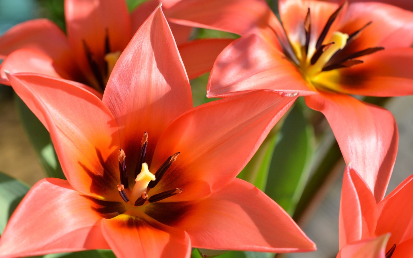 Красные распустившиеся тюльпаны крупным планом 