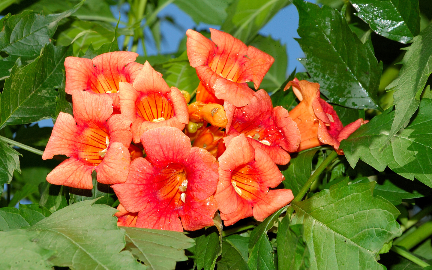 Красные цветы Кампсис крупным планом 