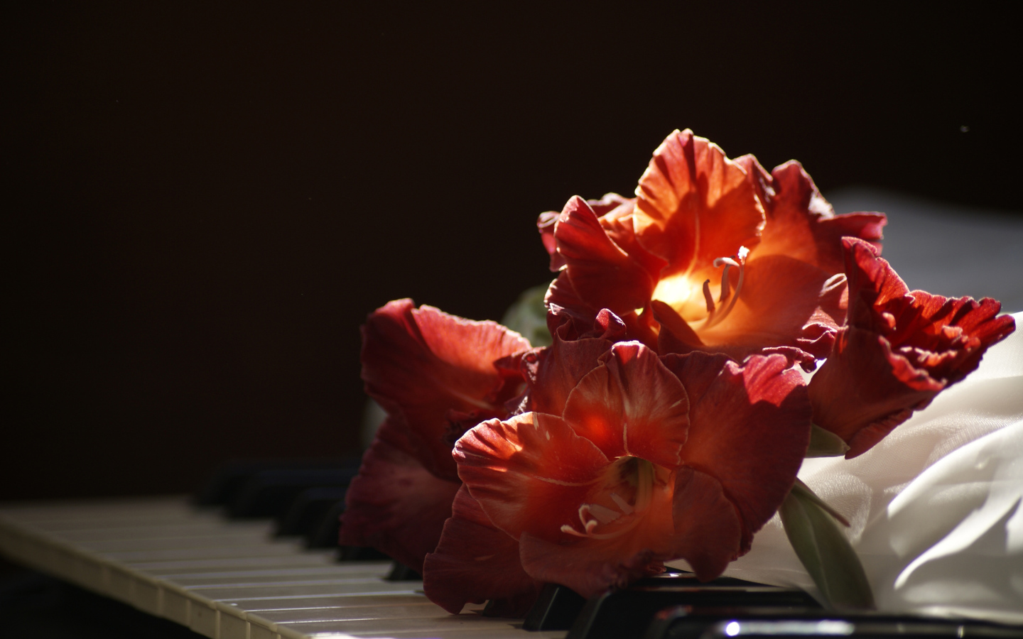 Красный гладиолус лежит на клавишах пианино