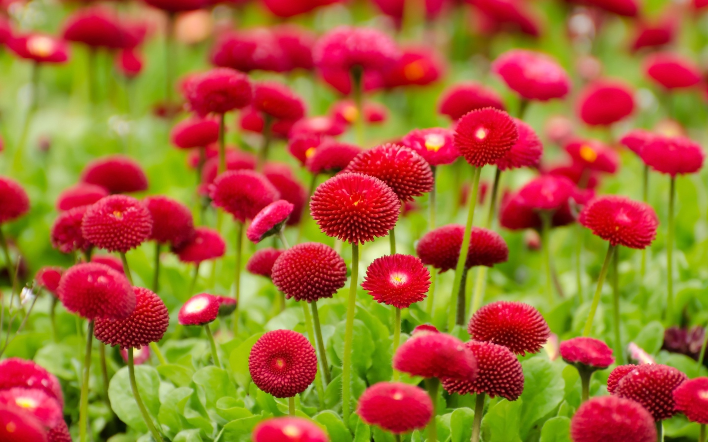 Красные летние цветы маргаритки 