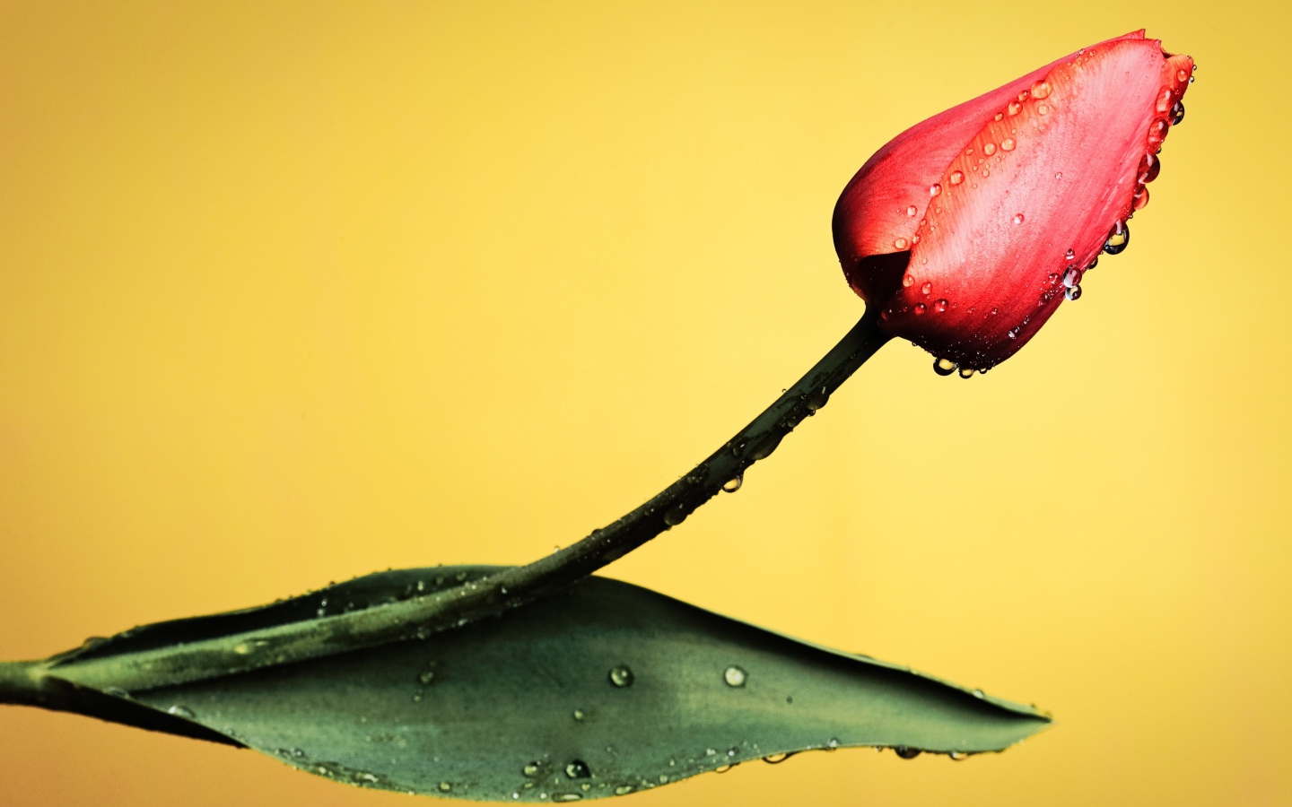 Красный тюльпан с капельками росы на желтом фоне