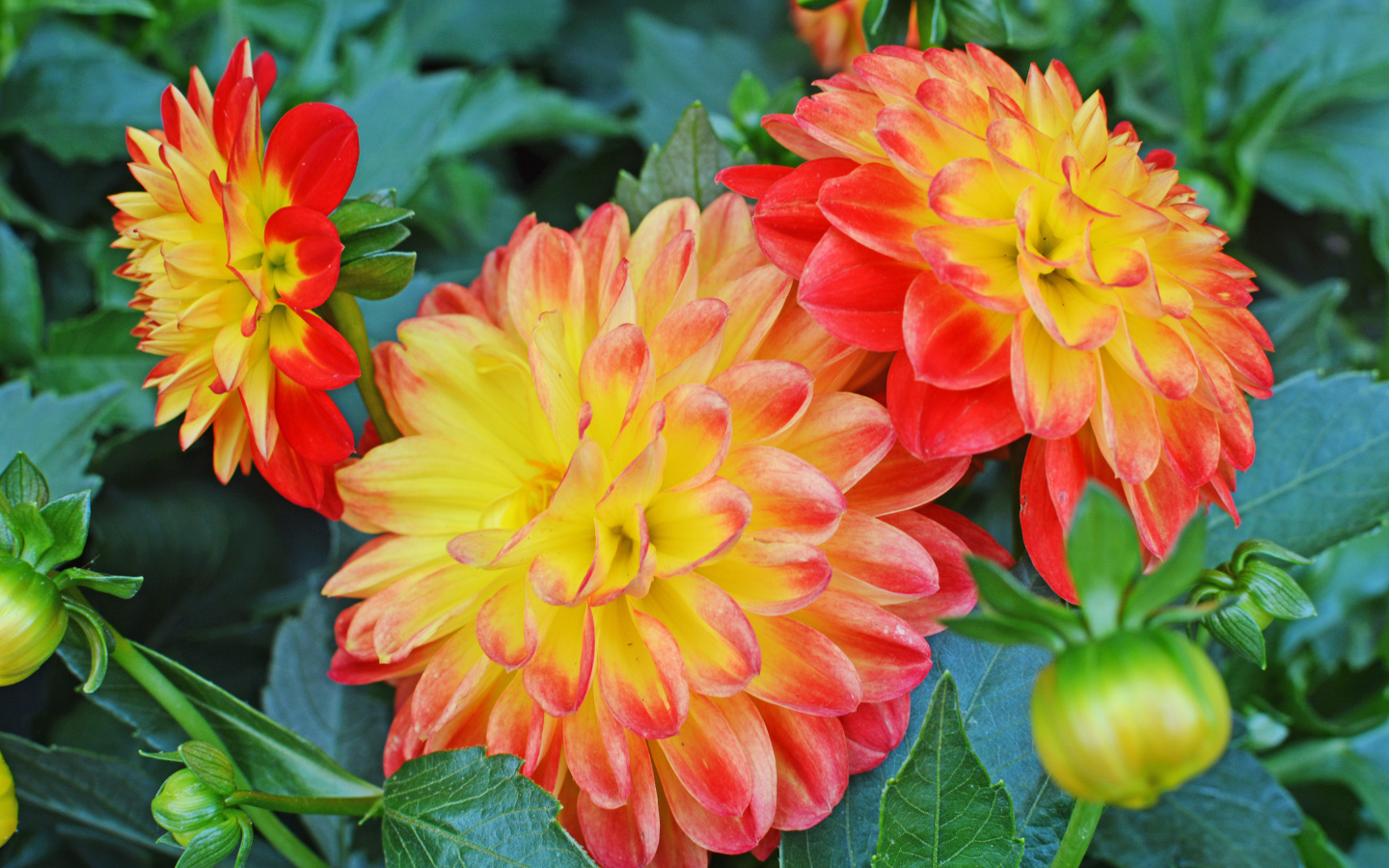 Три красивых оранжевых георгины 