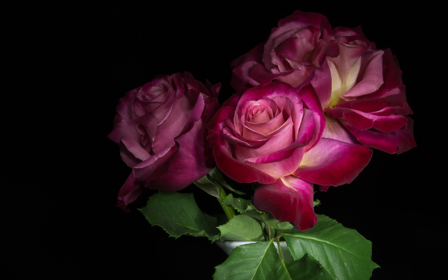 Три  красивых розы на черном фоне 