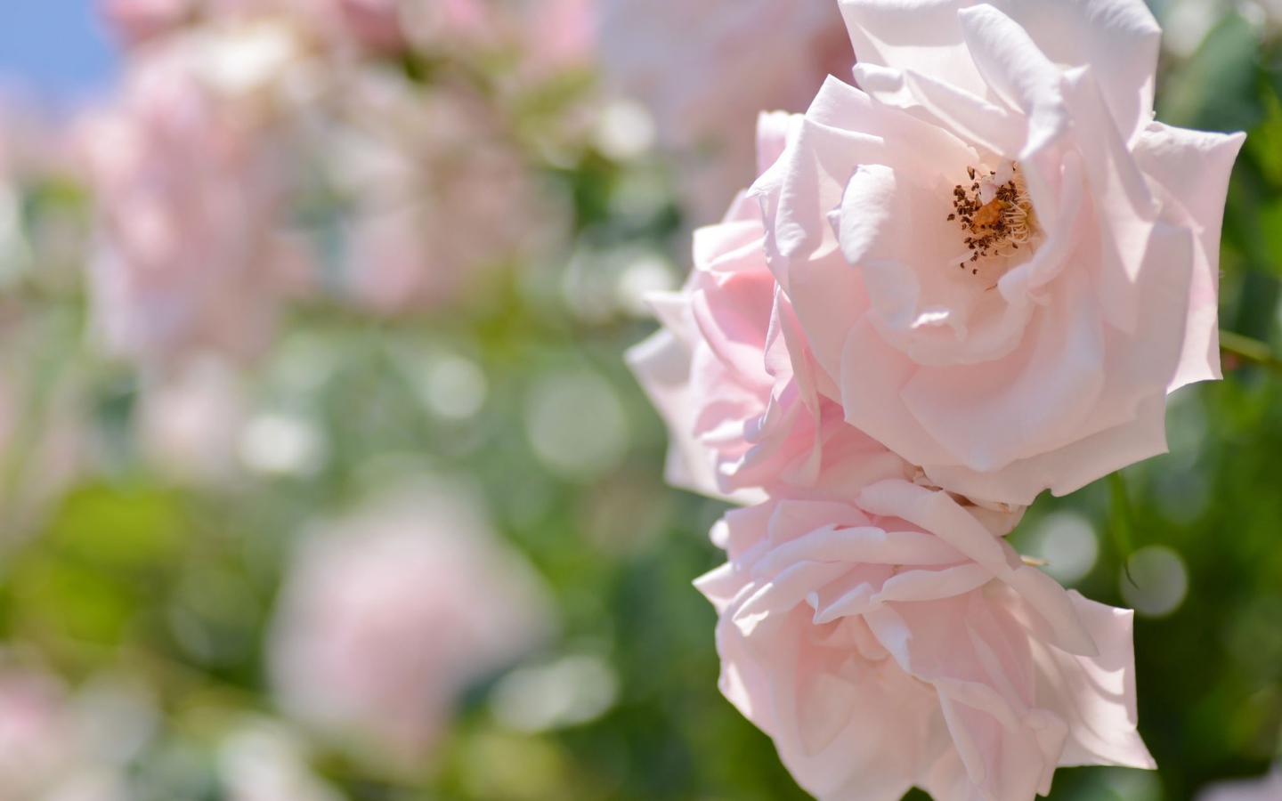 Две нежных розовых розы в саду 