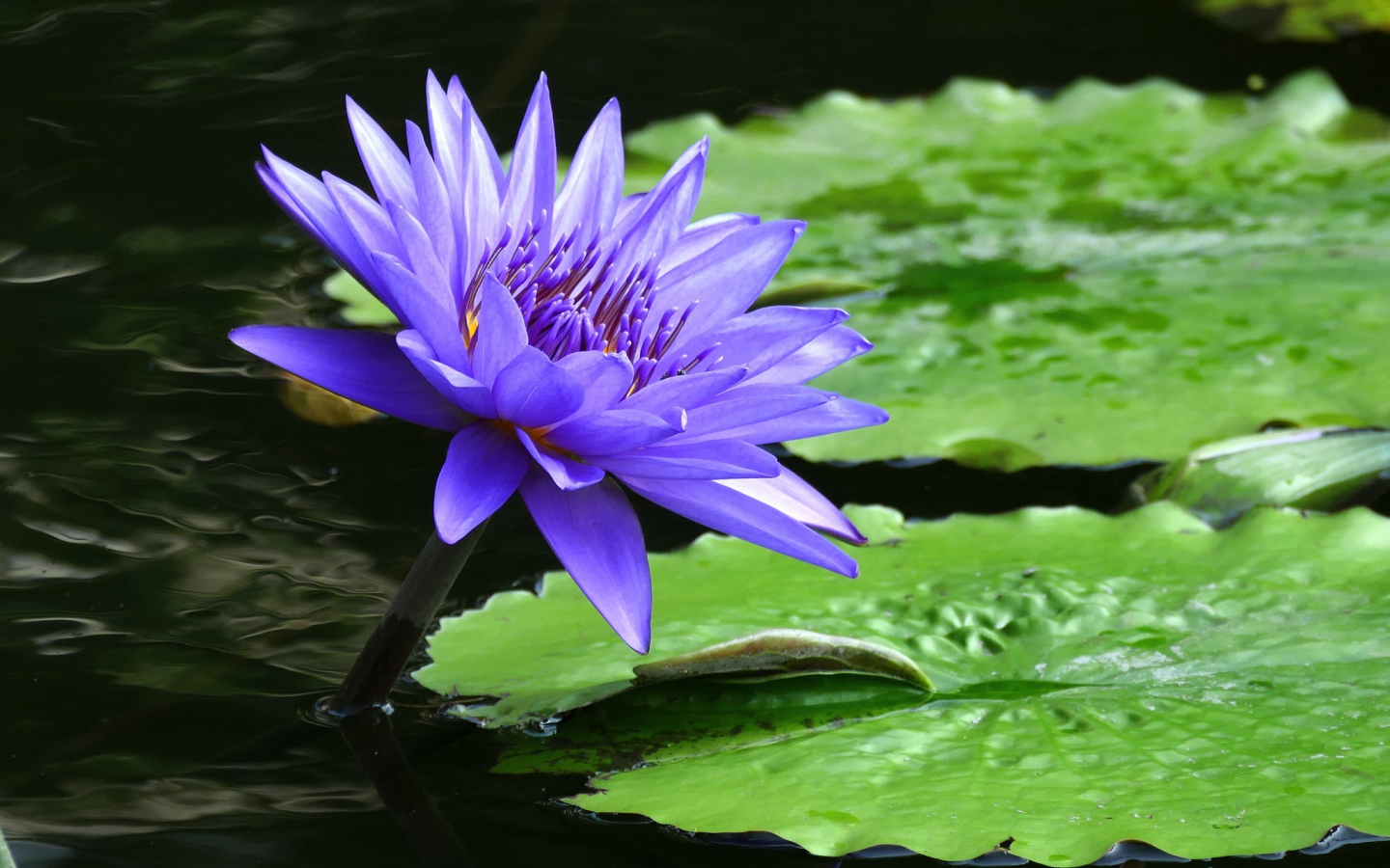 Фиолетовый красивый цветок водяная лилия 