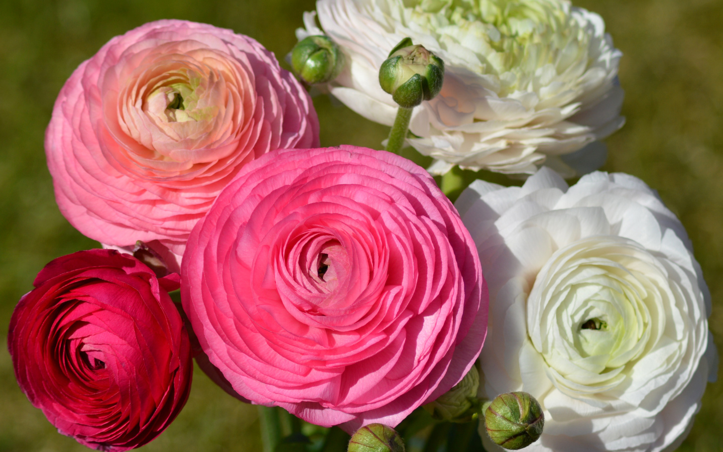 Белые и розовые красивые цветы лютики крупным планом