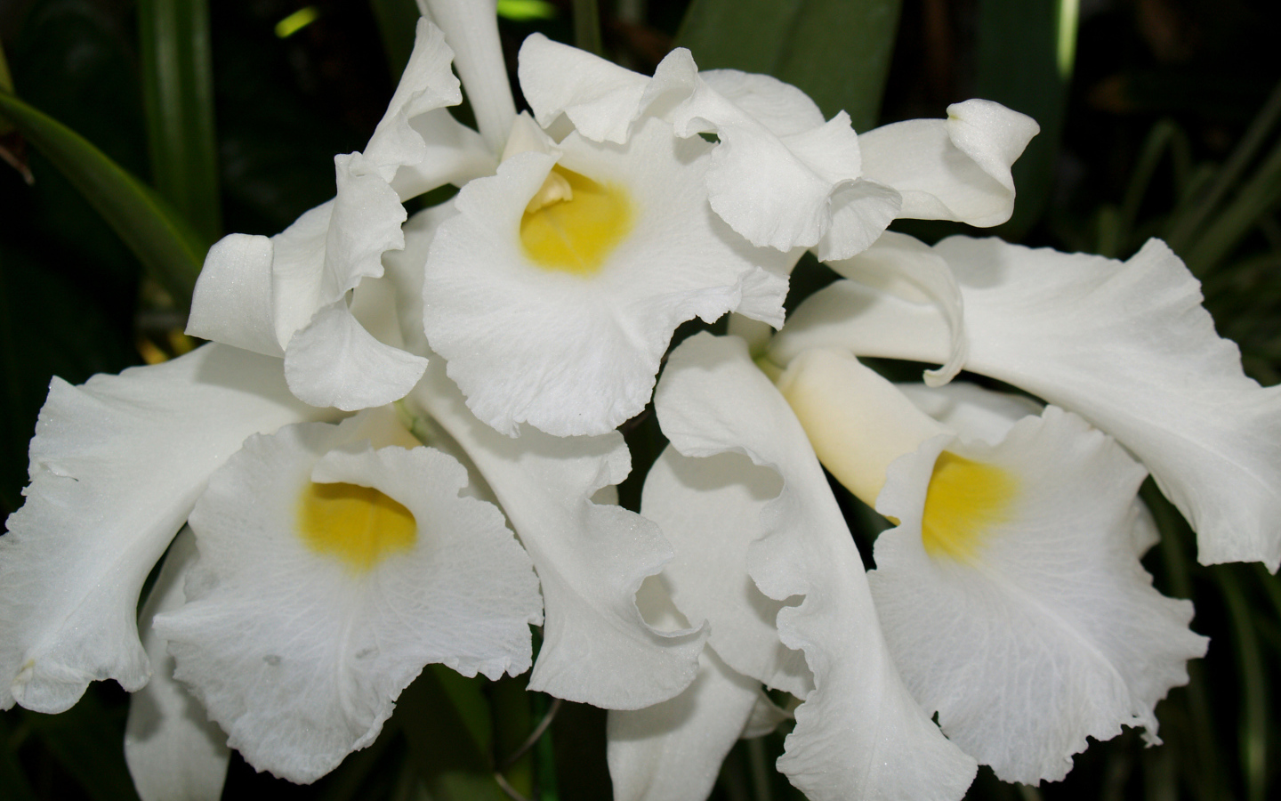 Белые экзотические орхидеи крупным планом