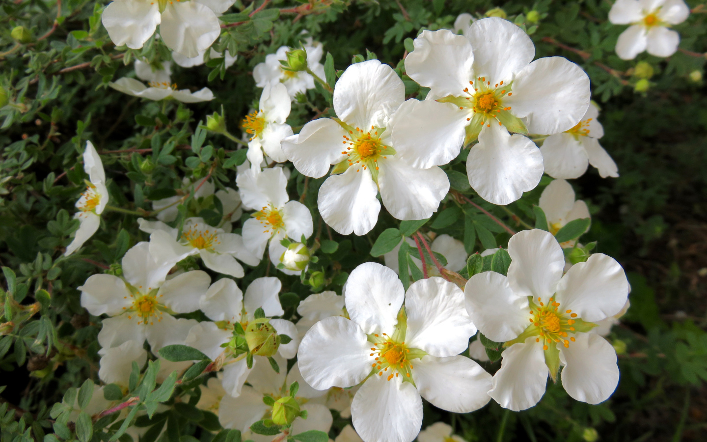 Белые цветы на ветке дерева крупным планом