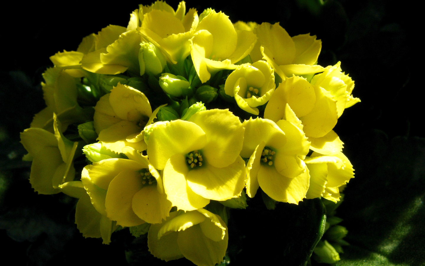 Желтый цветок каланхоэ крупным планом