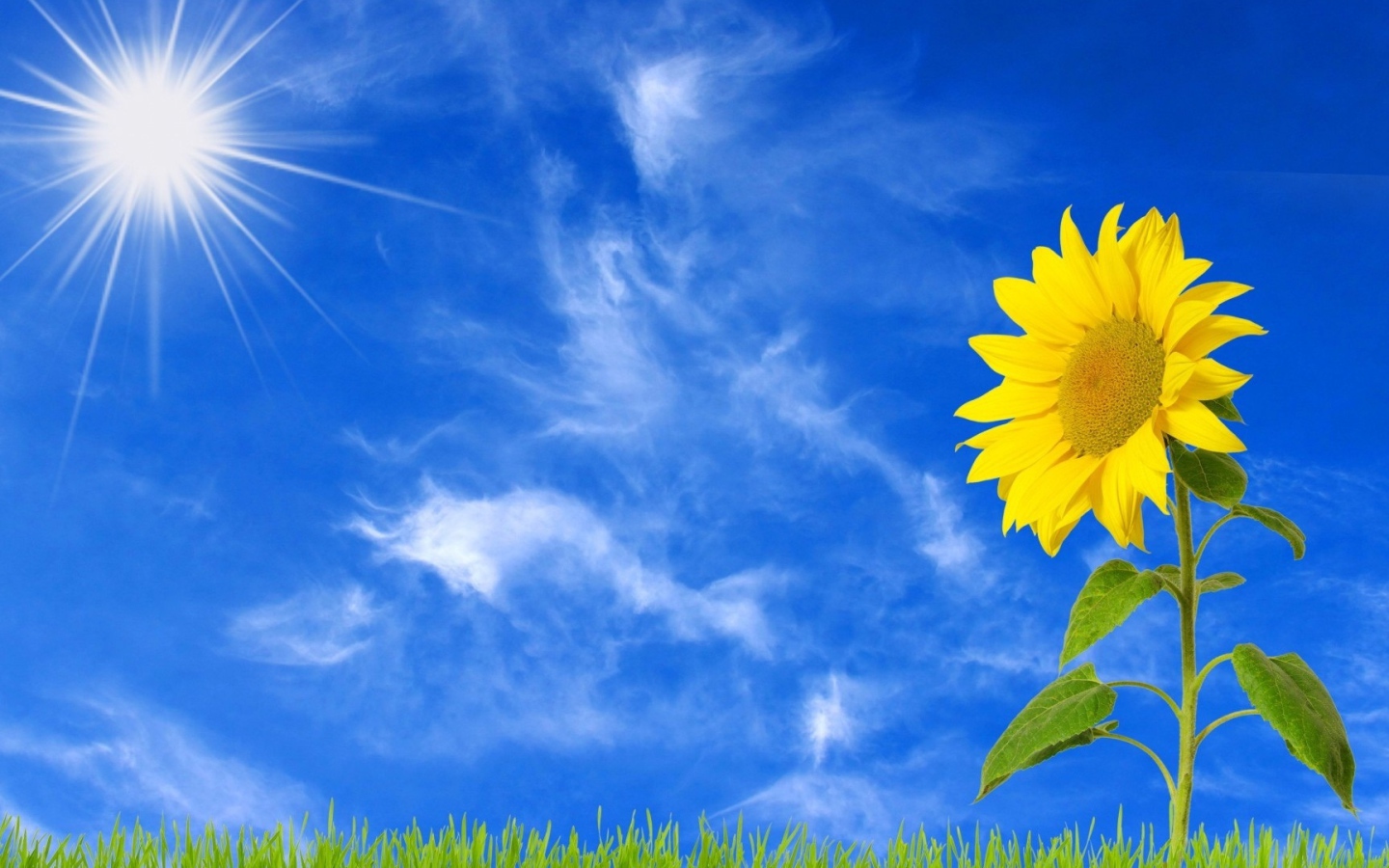 Желтый цветущий подсолнух под ярким солнцем 