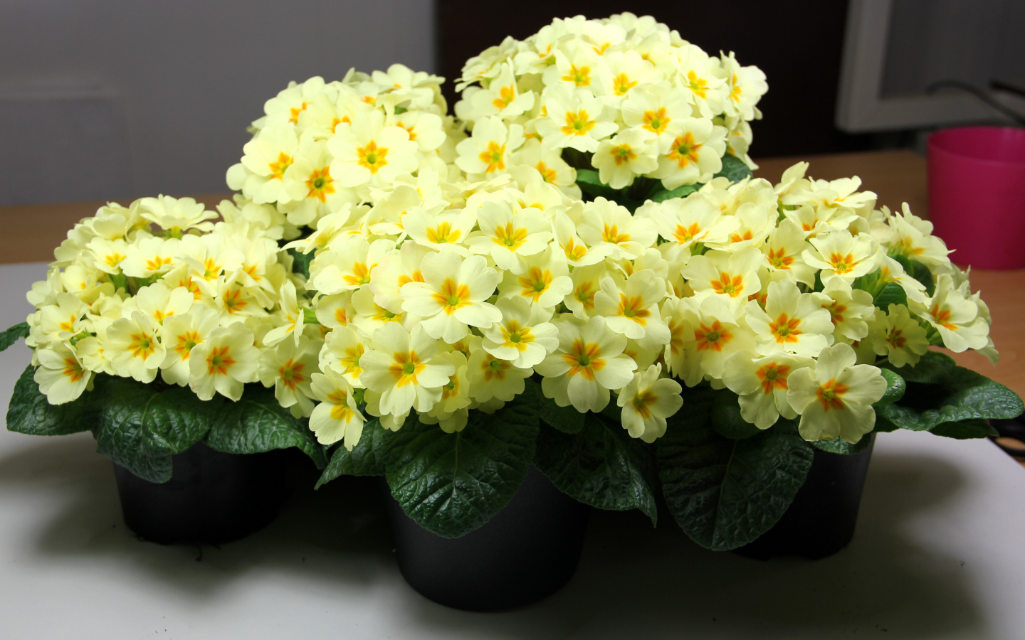 Желтые комнатные цветы примула в горшочках