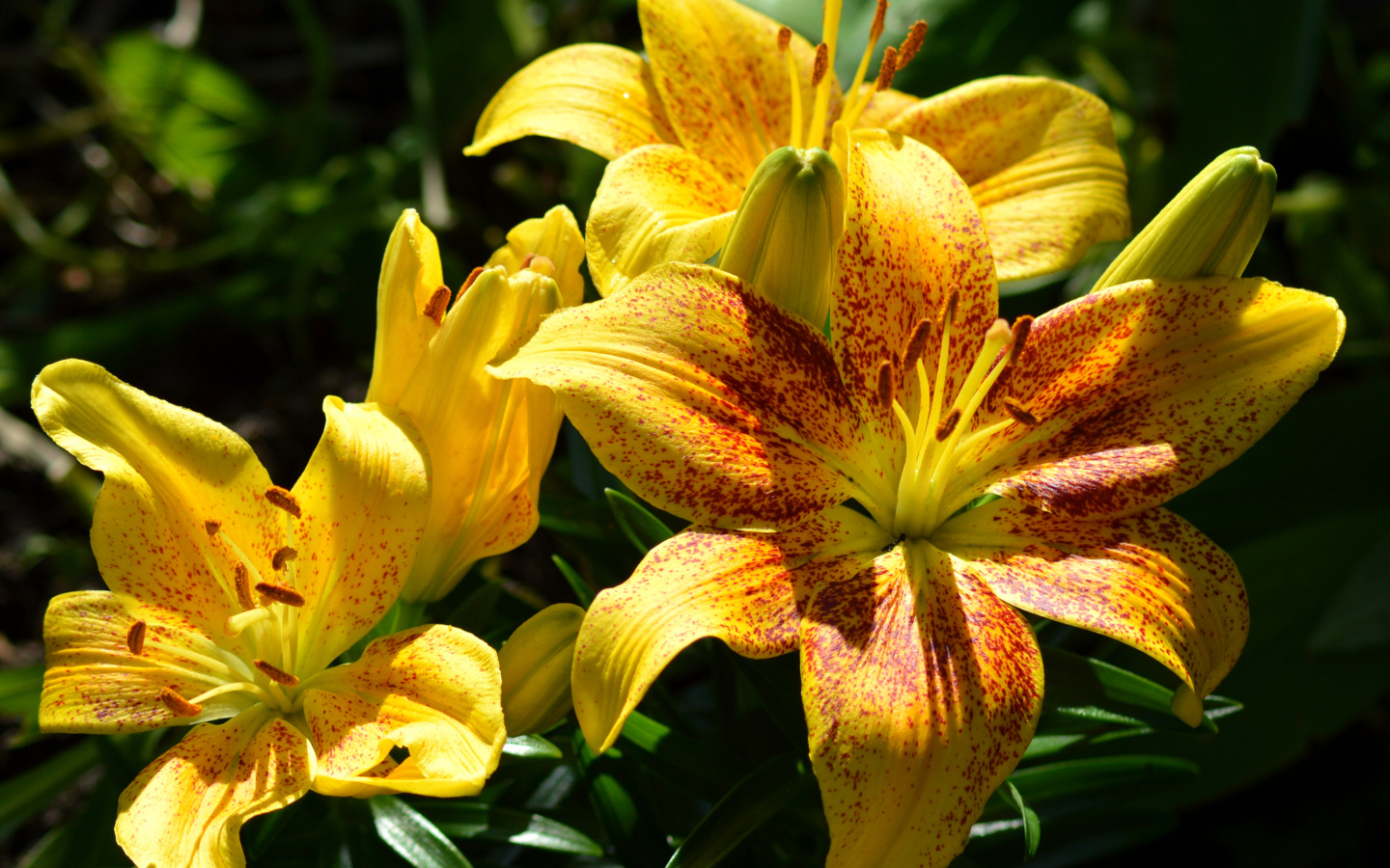 Желтые пятнистые лилии на клумбе крупным планом