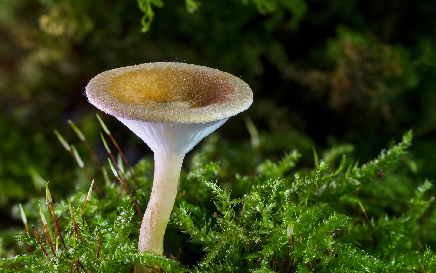 Маленький гриб на покрытой зеленью земле