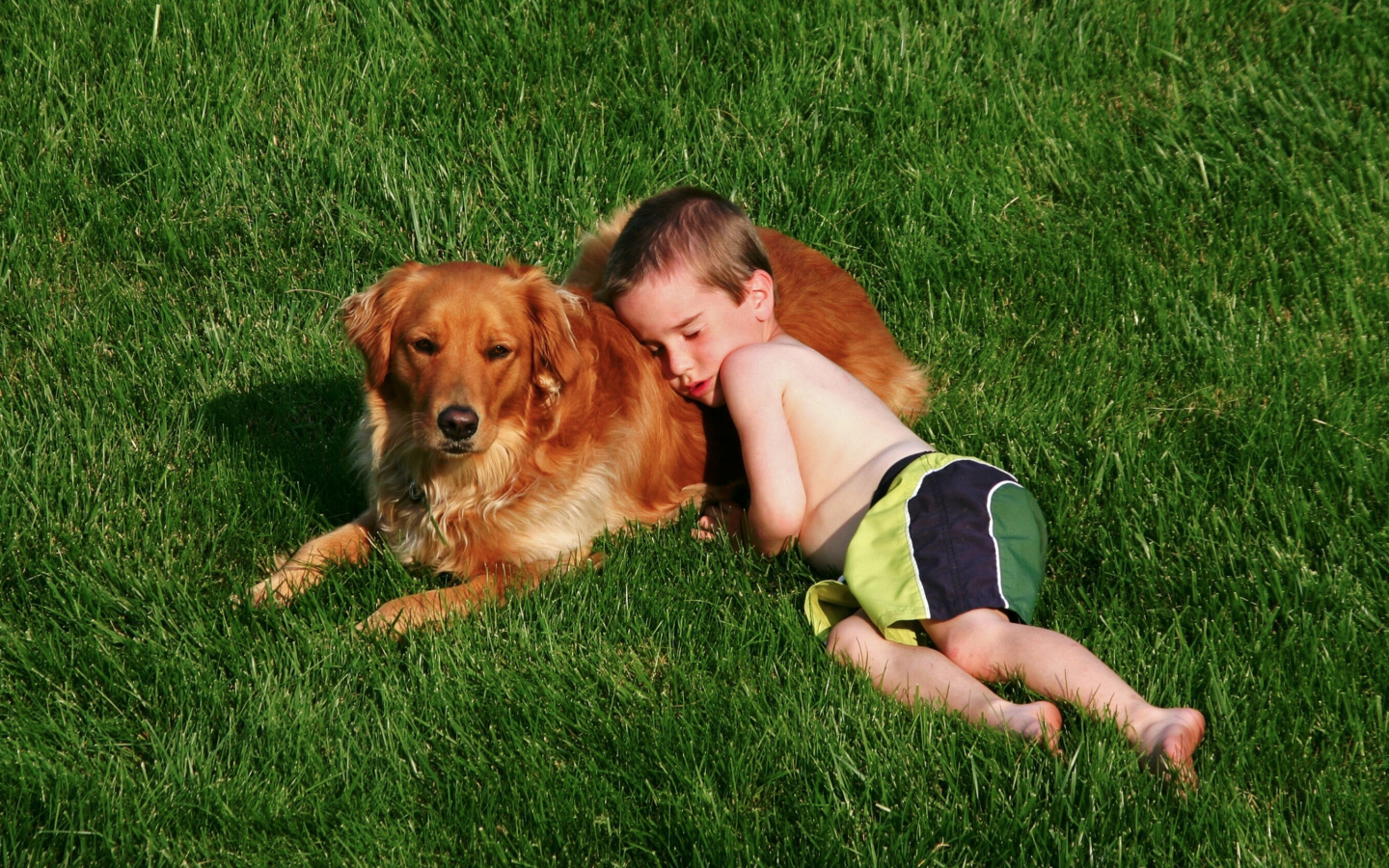 Маленький мальчик спит с золотистым ретривером на зеленой траве