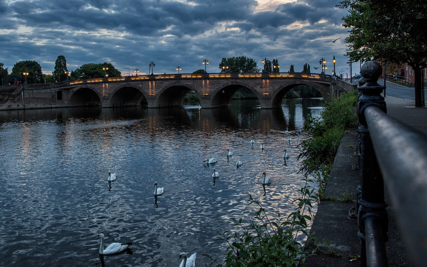 Белые лебеди плавают в реке у вечернего моста, Англия