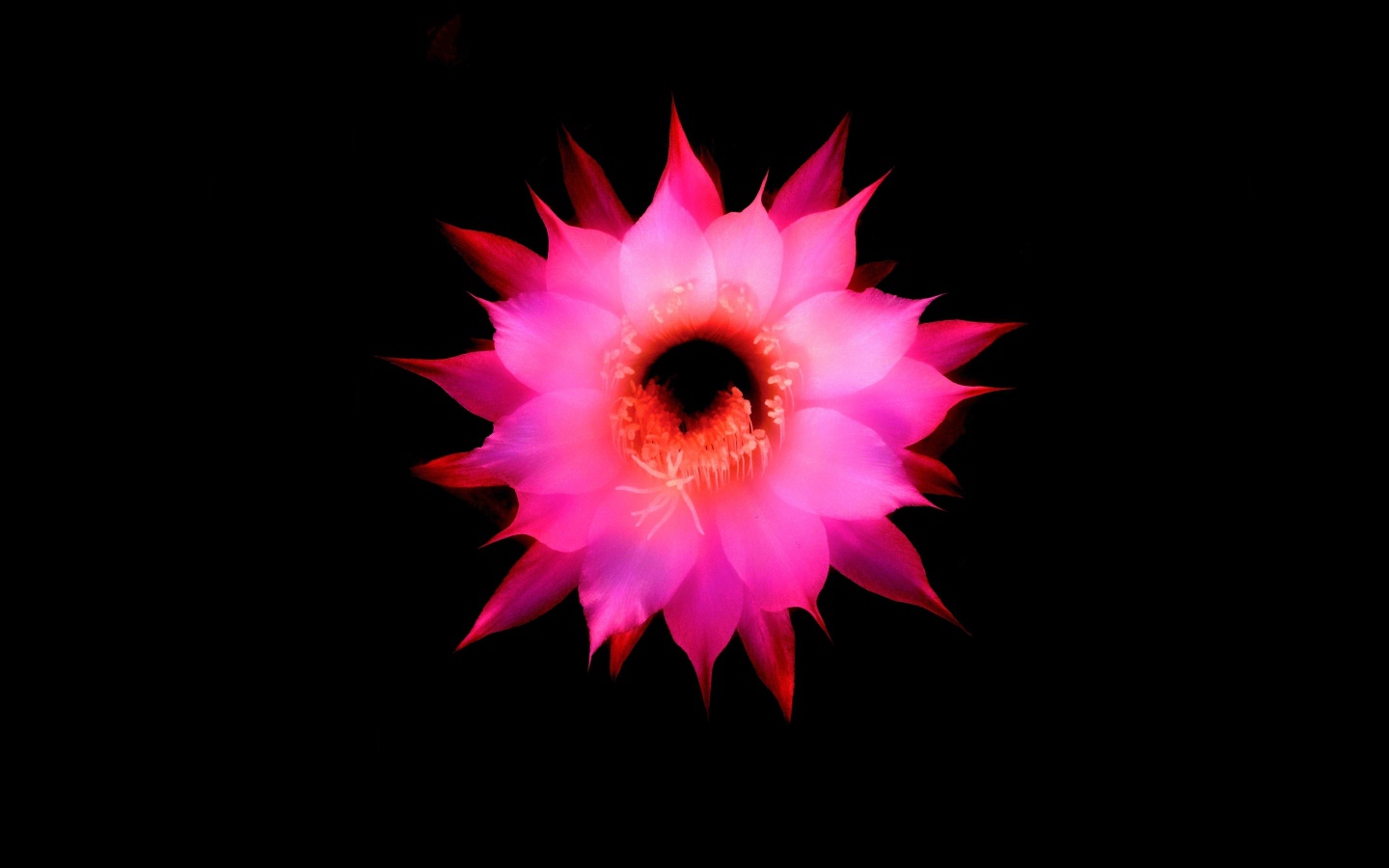 Pink flower on a black background, 3d graphics