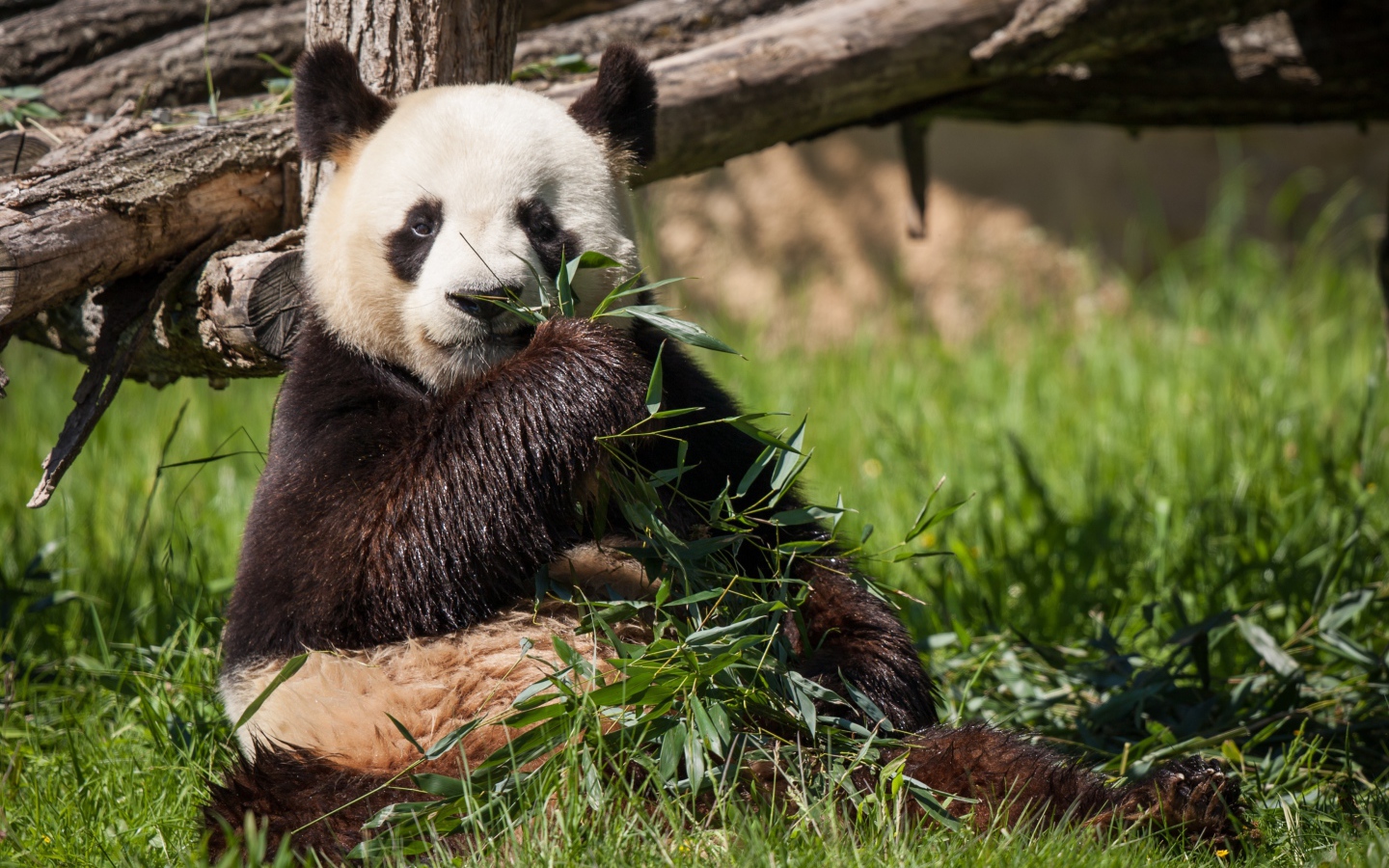 Мокрый медведь панда ест зеленые листья