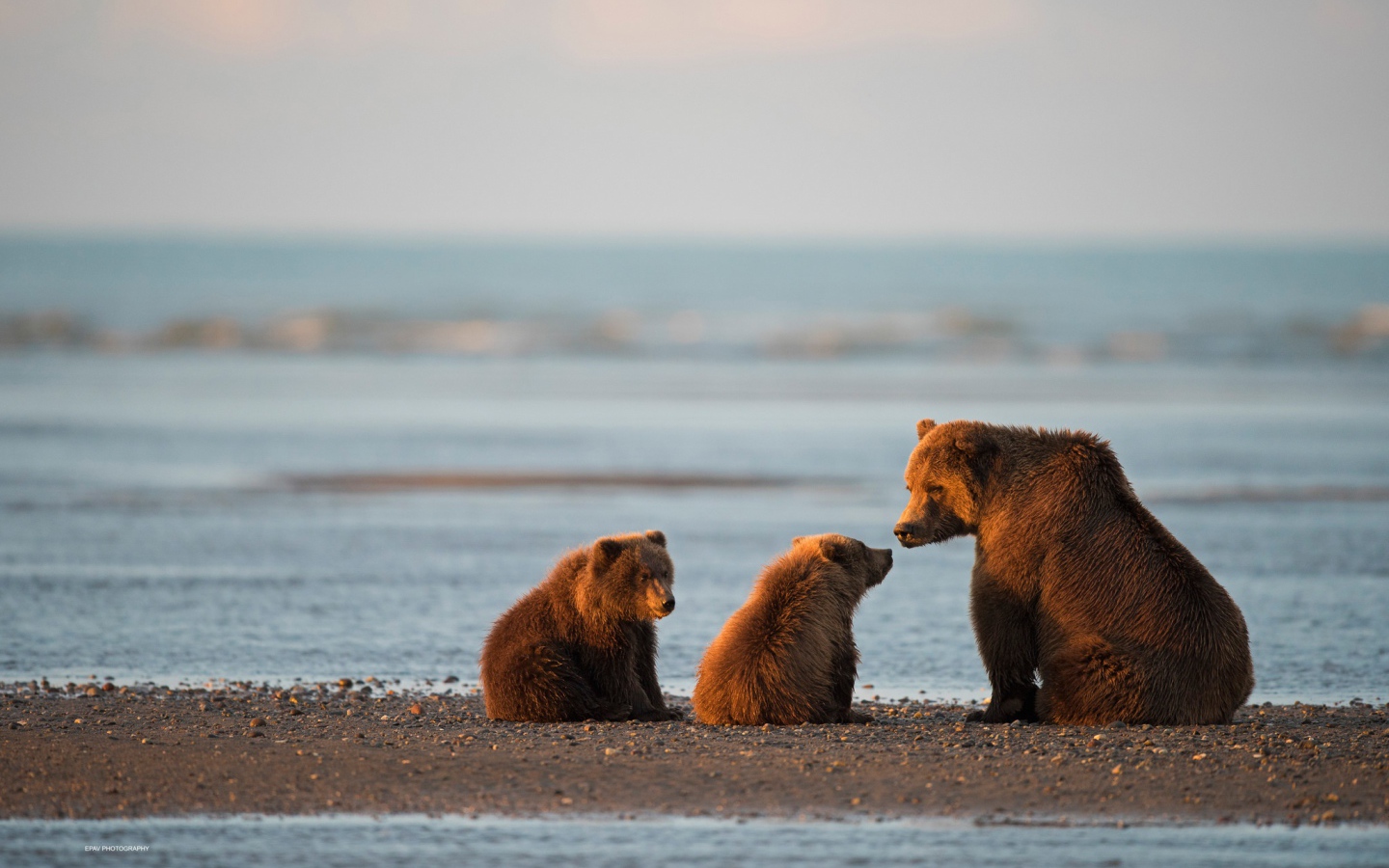 Большая бурая медведица с медвежатами у воды