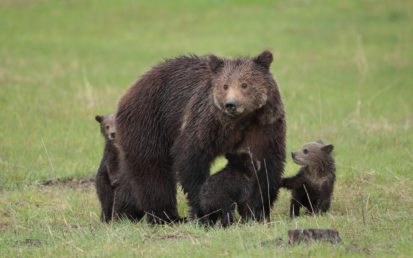 Большая бурая медведица с медвежатами на зеленой траве