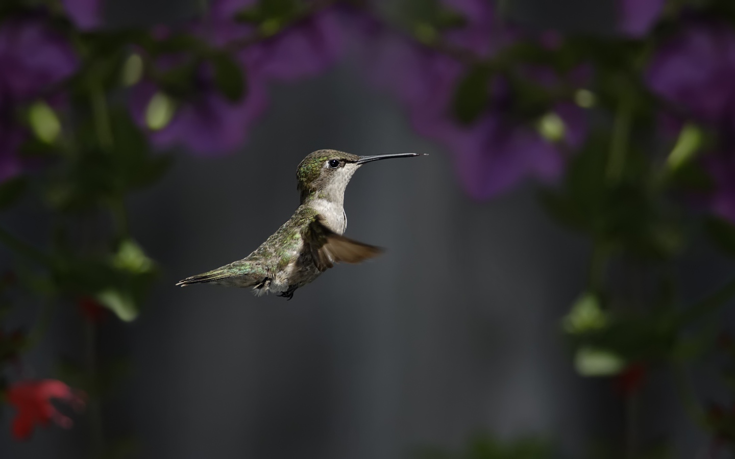 Маленькая птичка колибри крупным планом