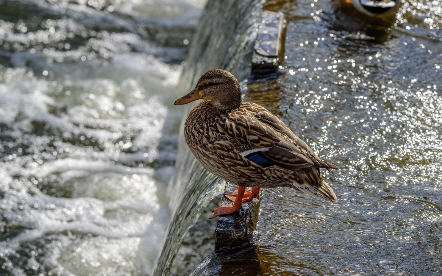 Маленькая серая утка у воды