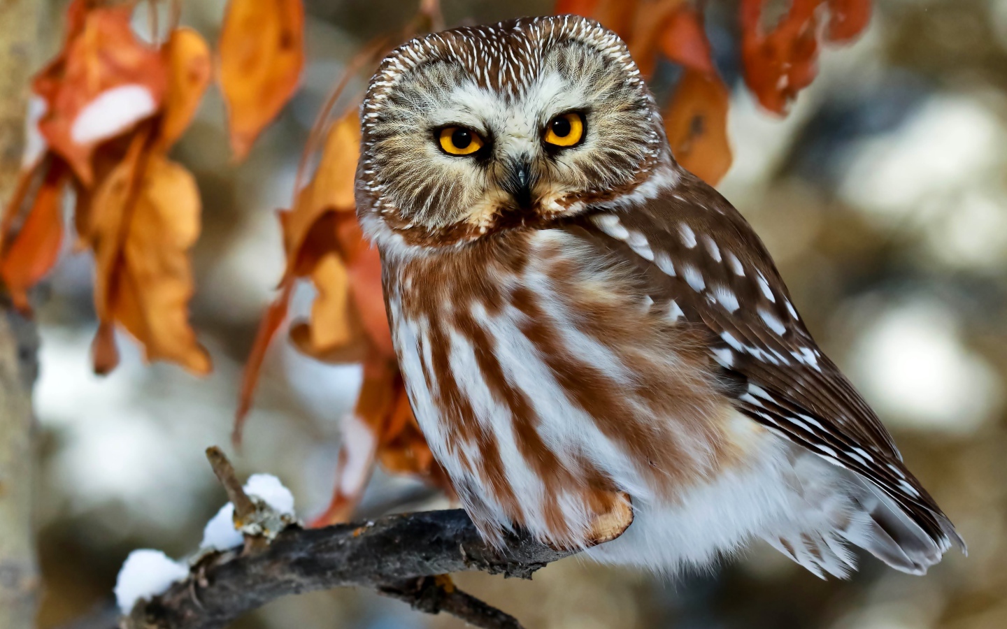 Красивая большая сова с желтыми глазами сидит на ветке