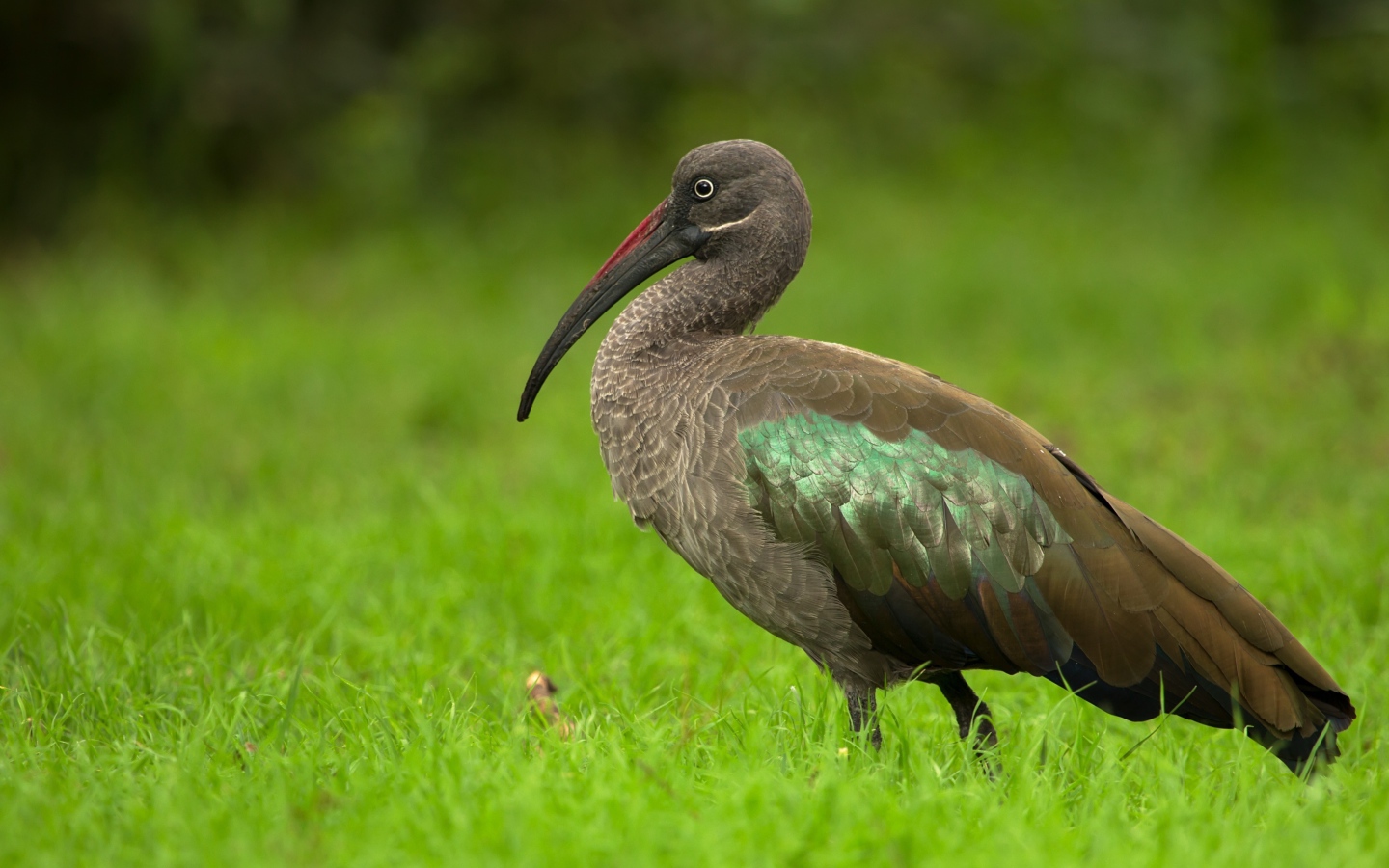 Большой ибис в зеленой траве крупным планом