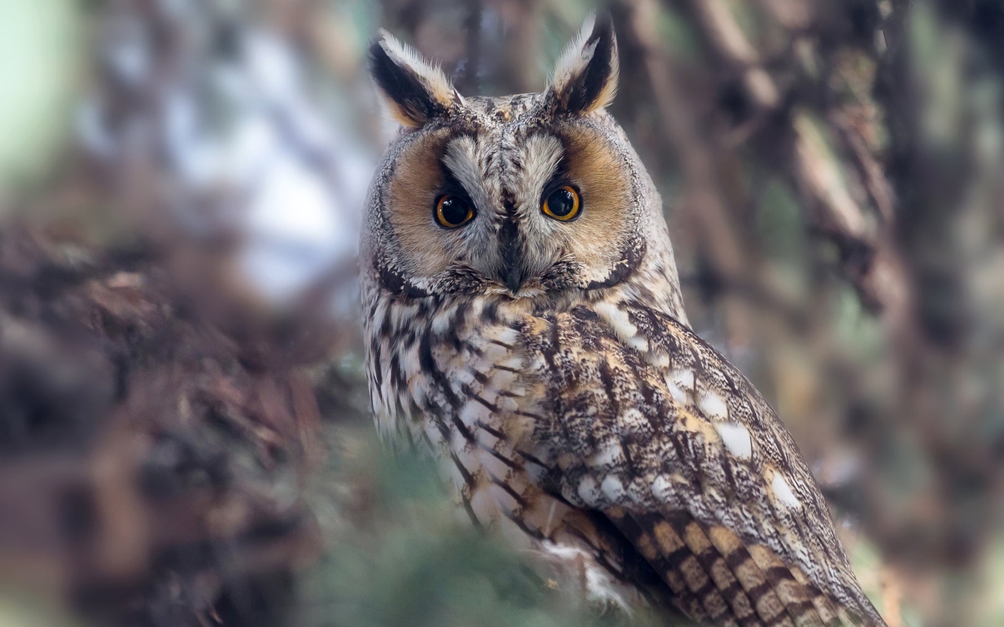 Большая сова с желтыми глазами на дереве