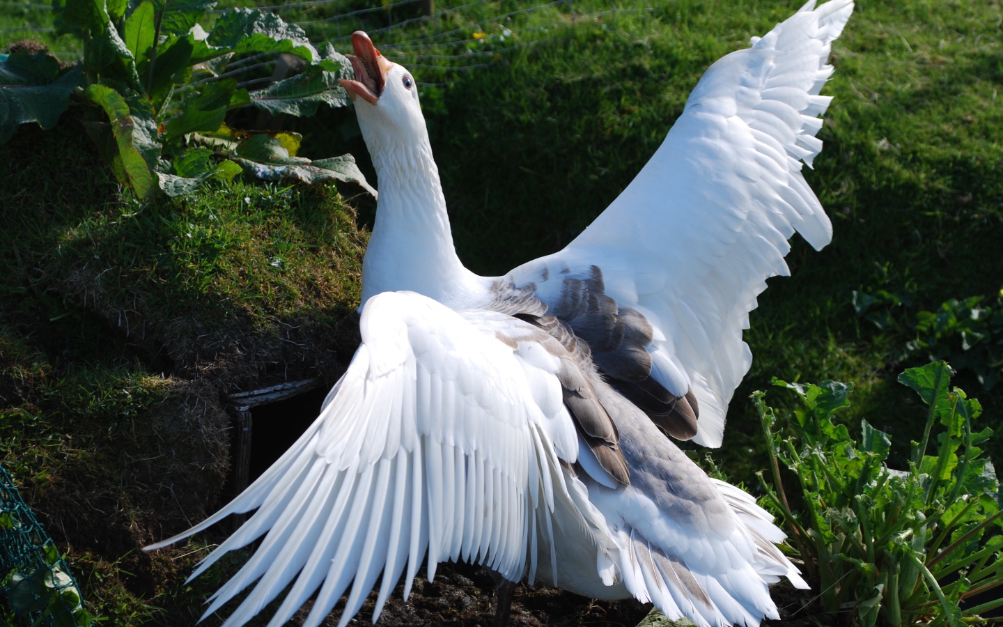 Злой белый домашний гусь
