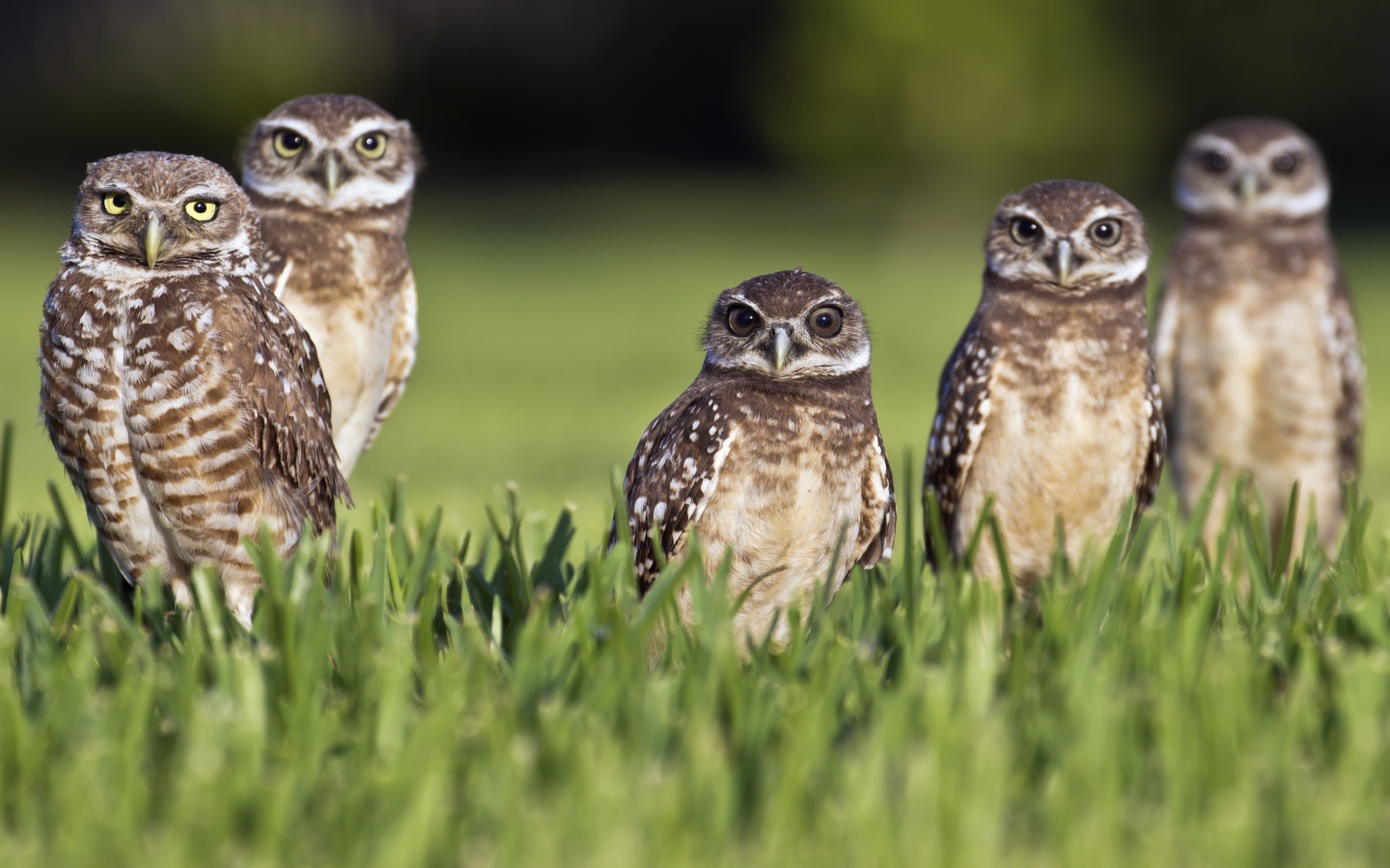 Серые совы сидят в зеленой траве